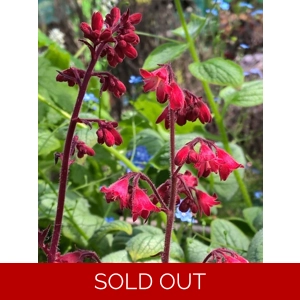 Heuchera 'Red Pearls'